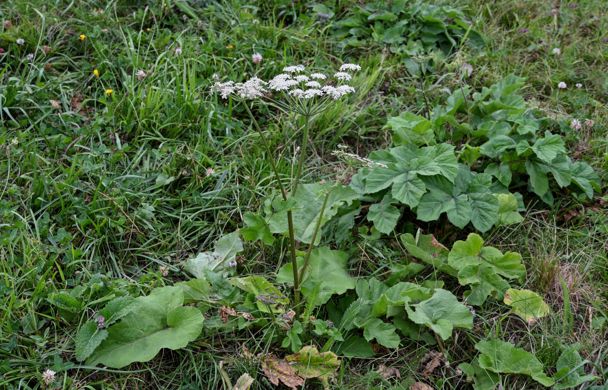 Image of Heracleum scabrum specimen.