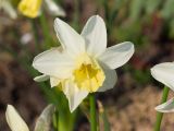 Narcissus pseudonarcissus. Цветок. Краснодар, парк \"Краснодар\", Японский сад, в культуре. 21.03.2024.