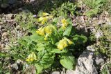 Primula macrocalyx