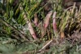 Astragalus dolichophyllus. Средняя часть цветущего растения. Ростовская обл., Мартыновский р-н, окр. хут. Несмеяновка, правый берег р. Сал, степной склон. 07.04.2024.