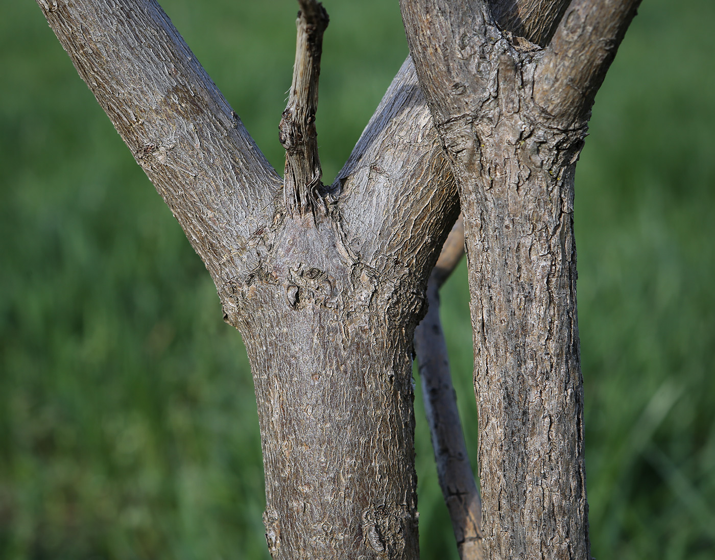 Image of Catalpa bignonioides specimen.