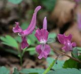 Corydalis caucasica