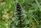 Ajuga reptans