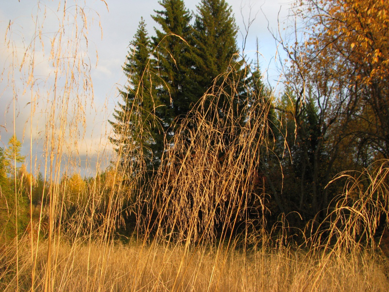 Image of Deschampsia cespitosa specimen.