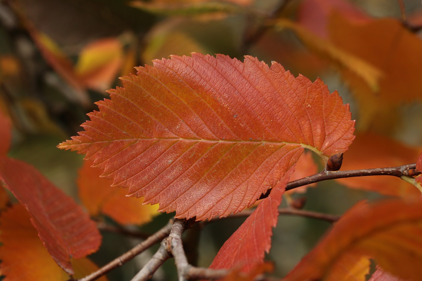 Image of Ulmus laevis specimen.