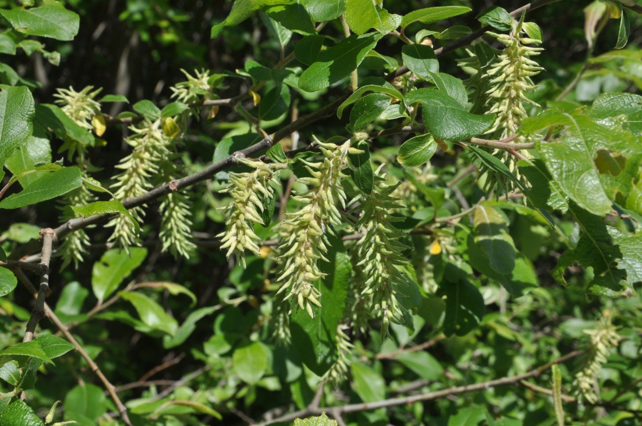 Image of genus Salix specimen.