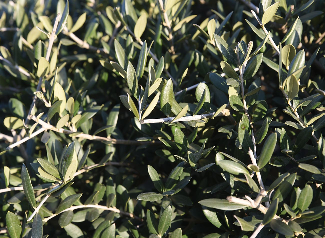 Изображение особи Olea europaea.
