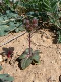 Androsace maxima