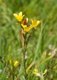 Saxifraga hirculus