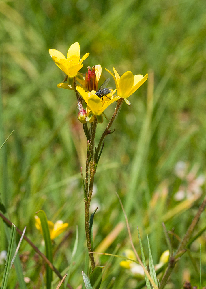 Image of Saxifraga hirculus specimen.