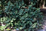 Magnolia delavayi