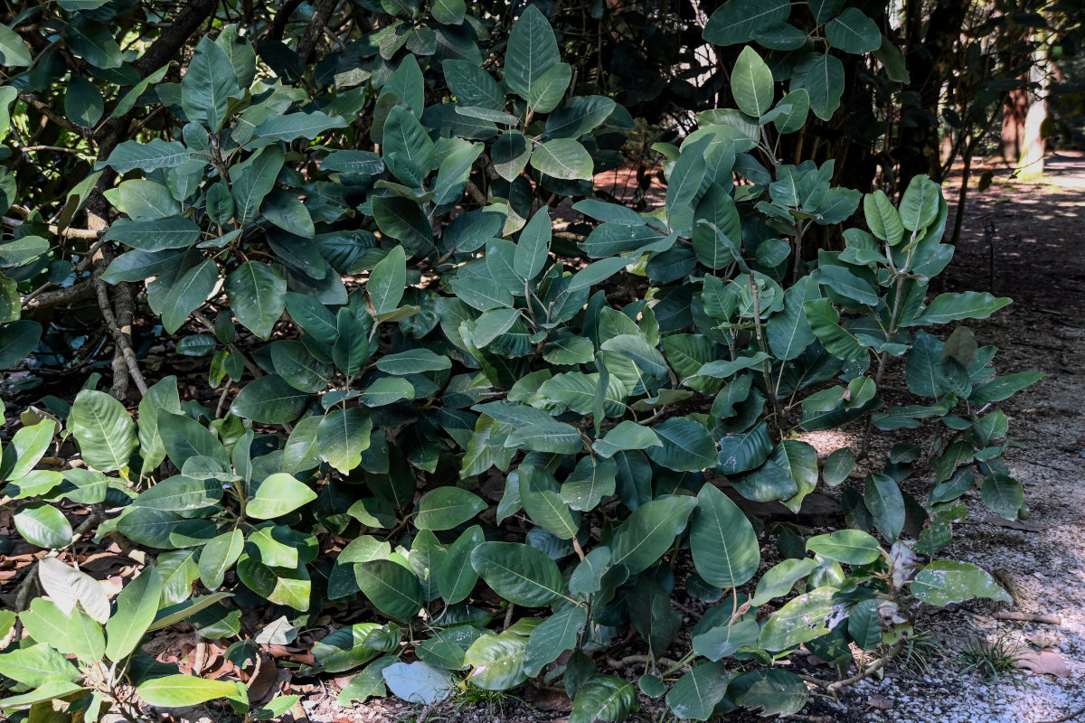 Изображение особи Magnolia delavayi.