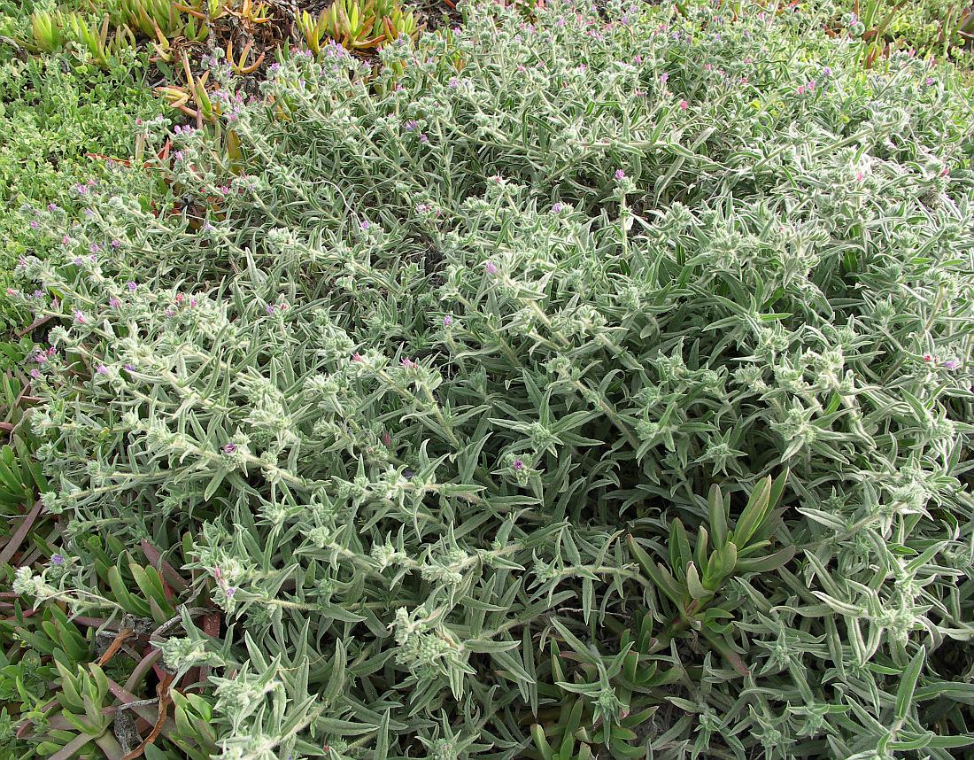 Image of Echium angustifolium specimen.