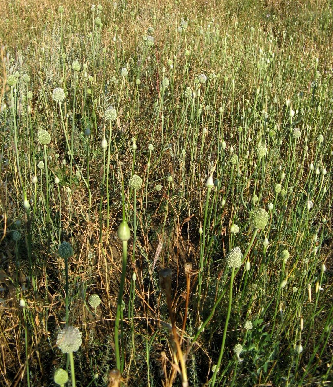 Image of Allium guttatum specimen.