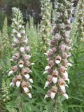 Digitalis lanata