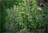 Glechoma hederacea. Цветущие растения. Московская обл., Раменский р-н, окр. дер. Хрипань, садовый участок. 25.05.2025.