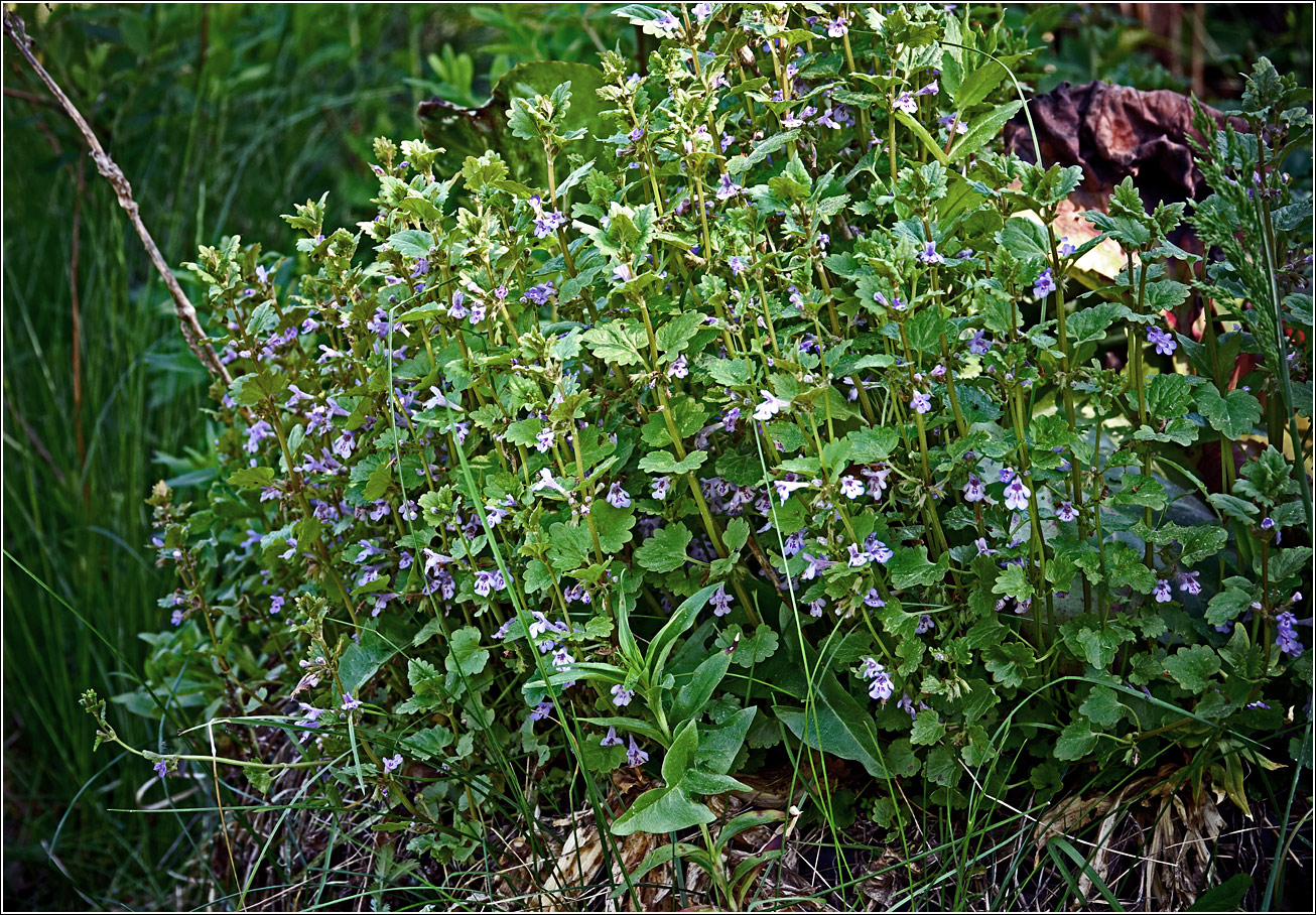 Image of Glechoma hederacea specimen.