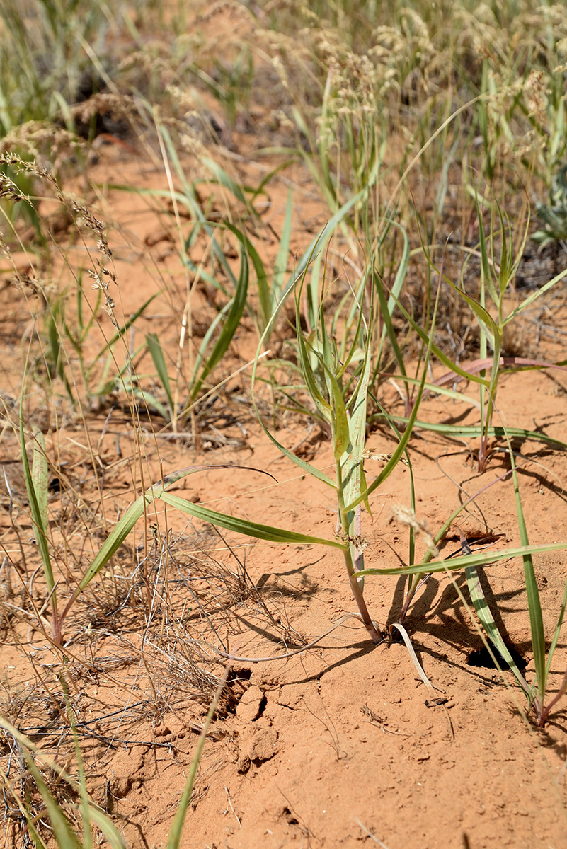Image of Unknown species specimen.