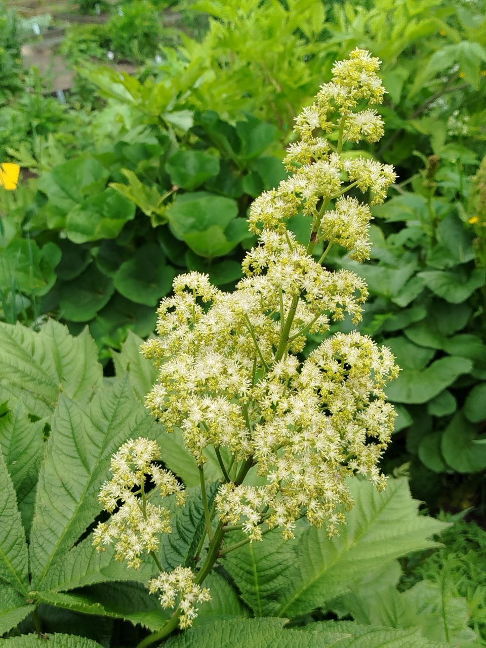 Image of Rodgersia aesculifolia specimen.