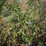 Ruscus aculeatus