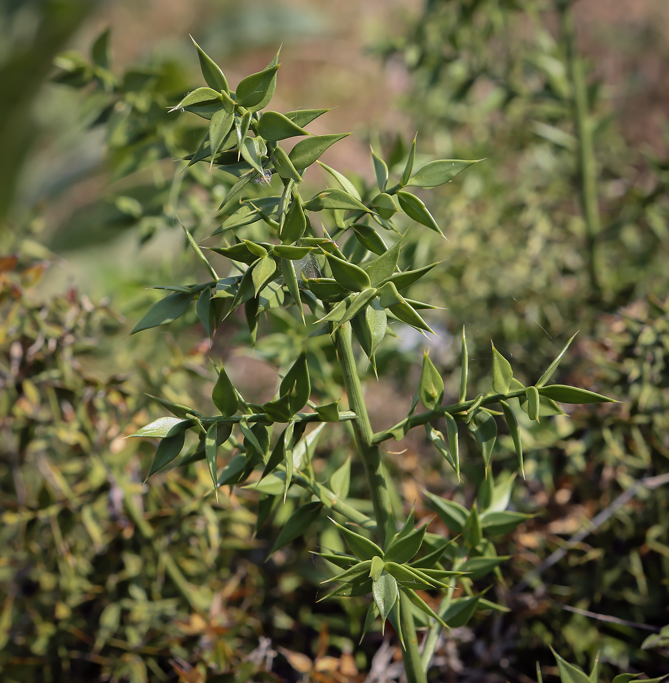 Изображение особи Ruscus aculeatus.