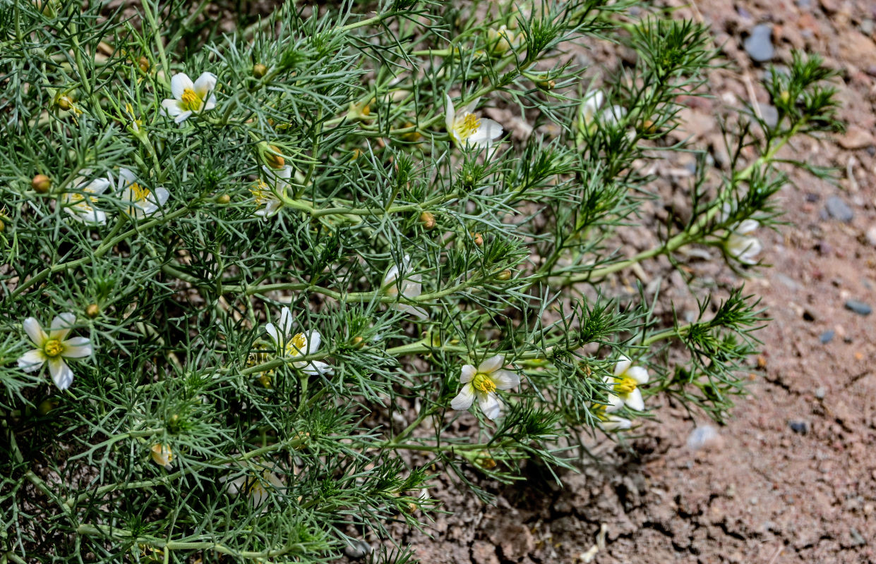 Image of Peganum harmala specimen.