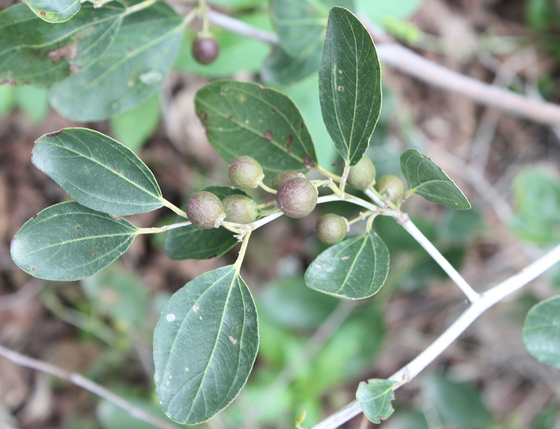 Image of Ziziphus spina-christi specimen.