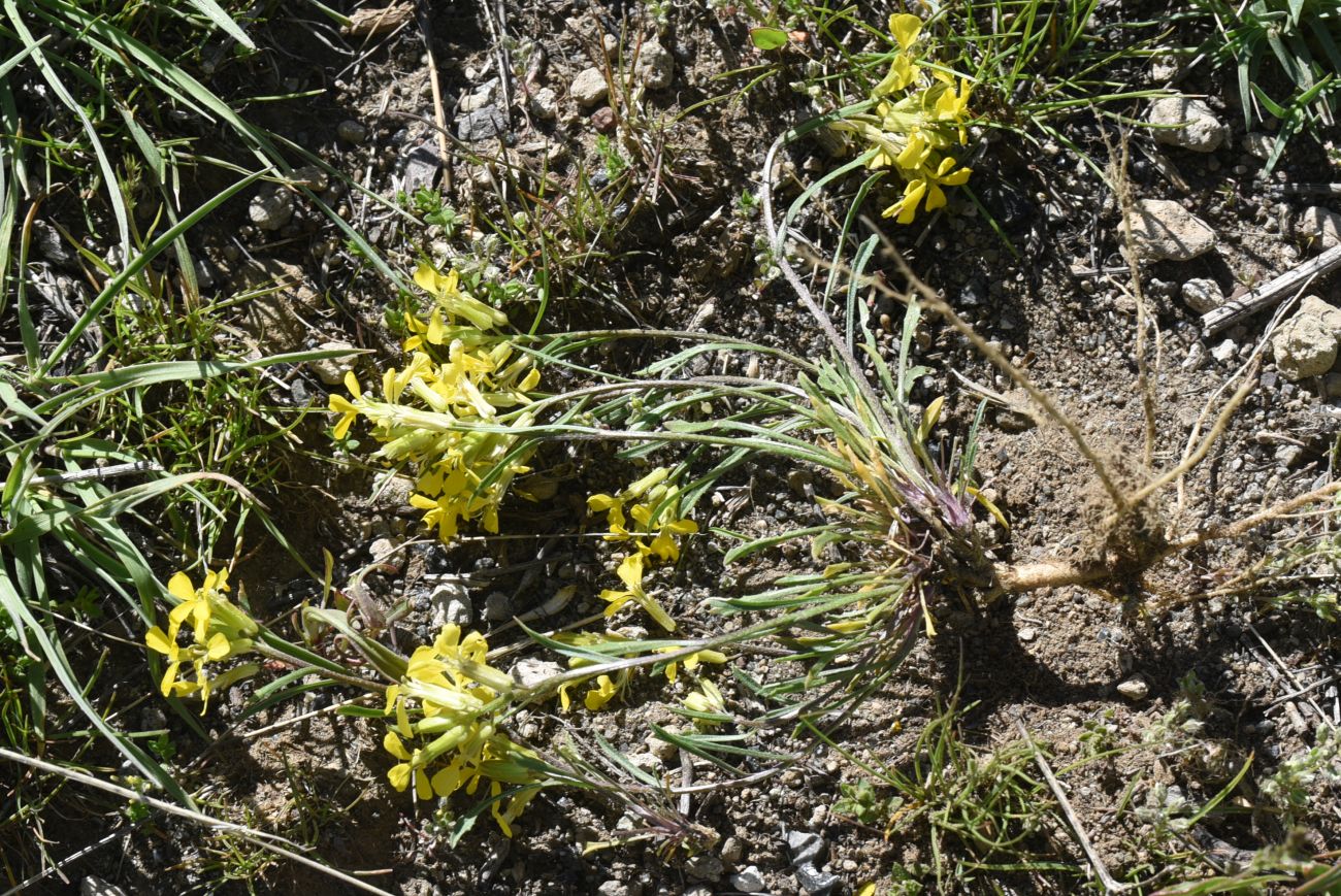 Изображение особи род Erysimum.