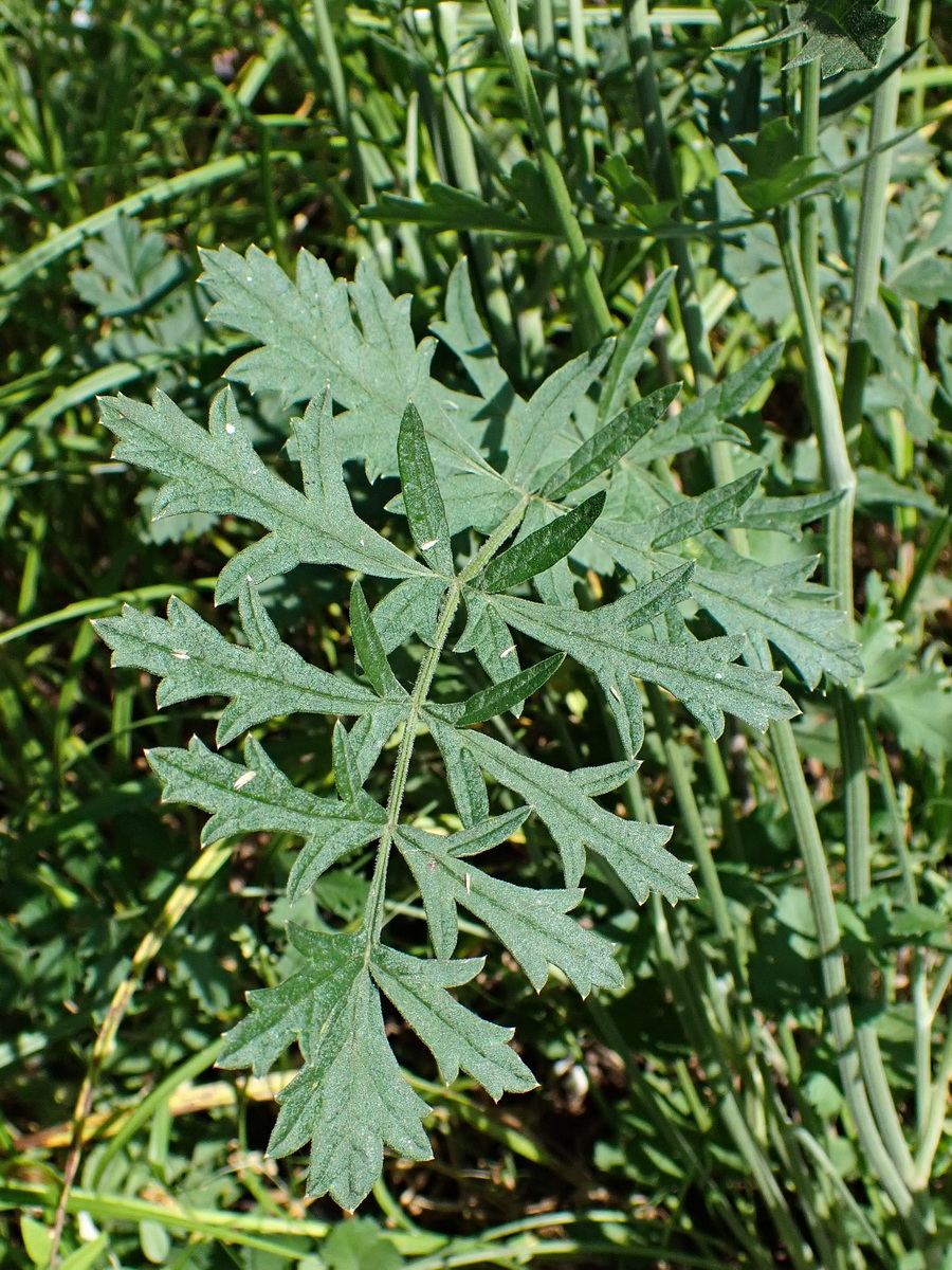 Image of Pimpinella thellungiana specimen.