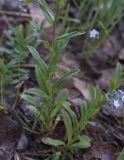 genus Myosotis
