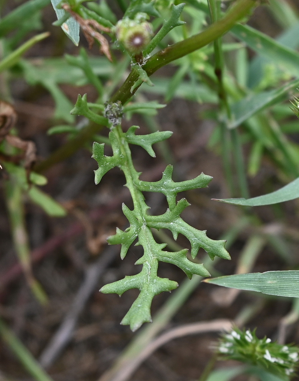 Image of familia Asteraceae specimen.
