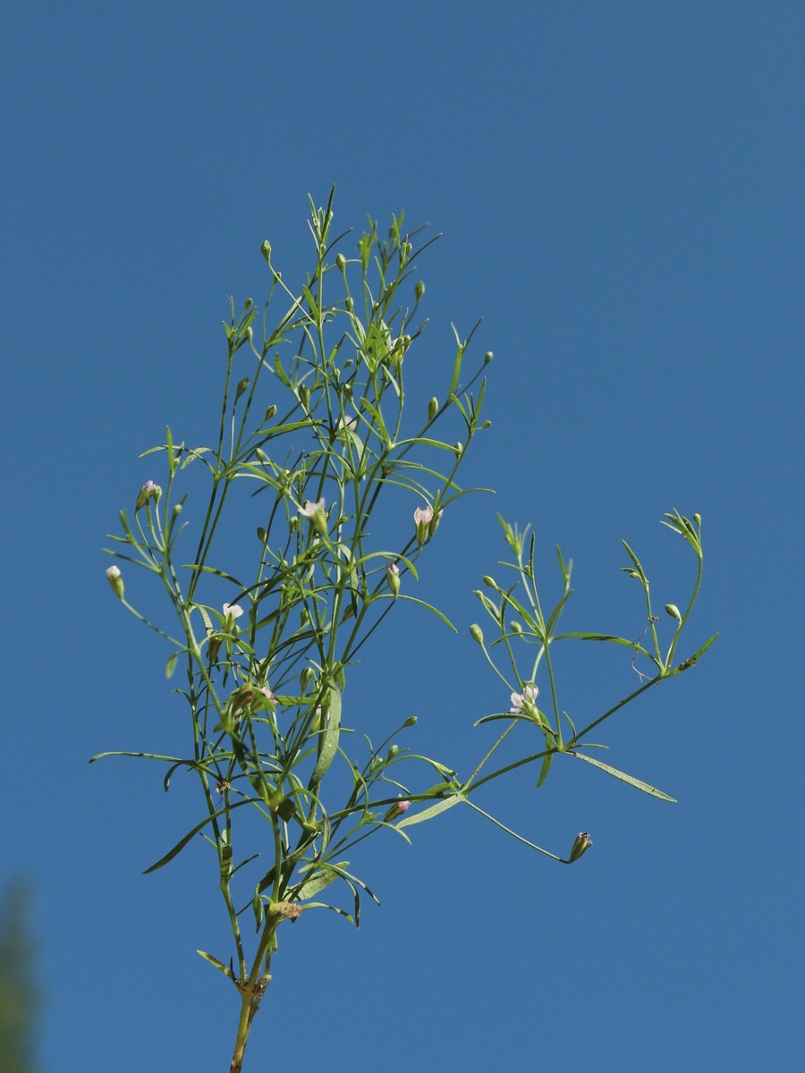 Изображение особи Psammophiliella muralis.
