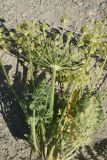 семейство Apiaceae. Верхушка сорванного цветущего растения. Турция, ил Ван, хр. Бол, окр. крепости Чавуштепе, горная степь. 23 мая 2025 г.