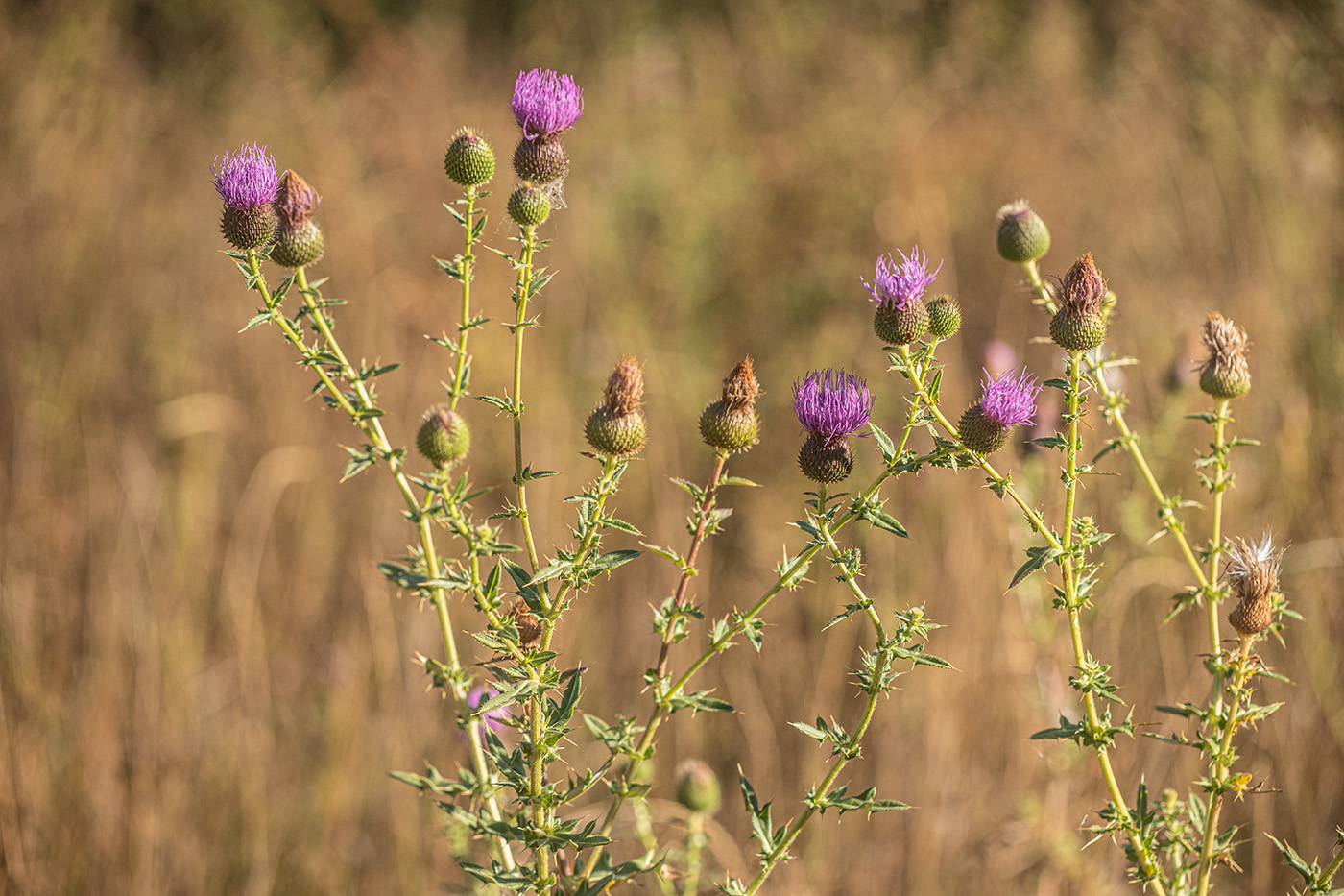 Изображение особи Cirsium serrulatum.