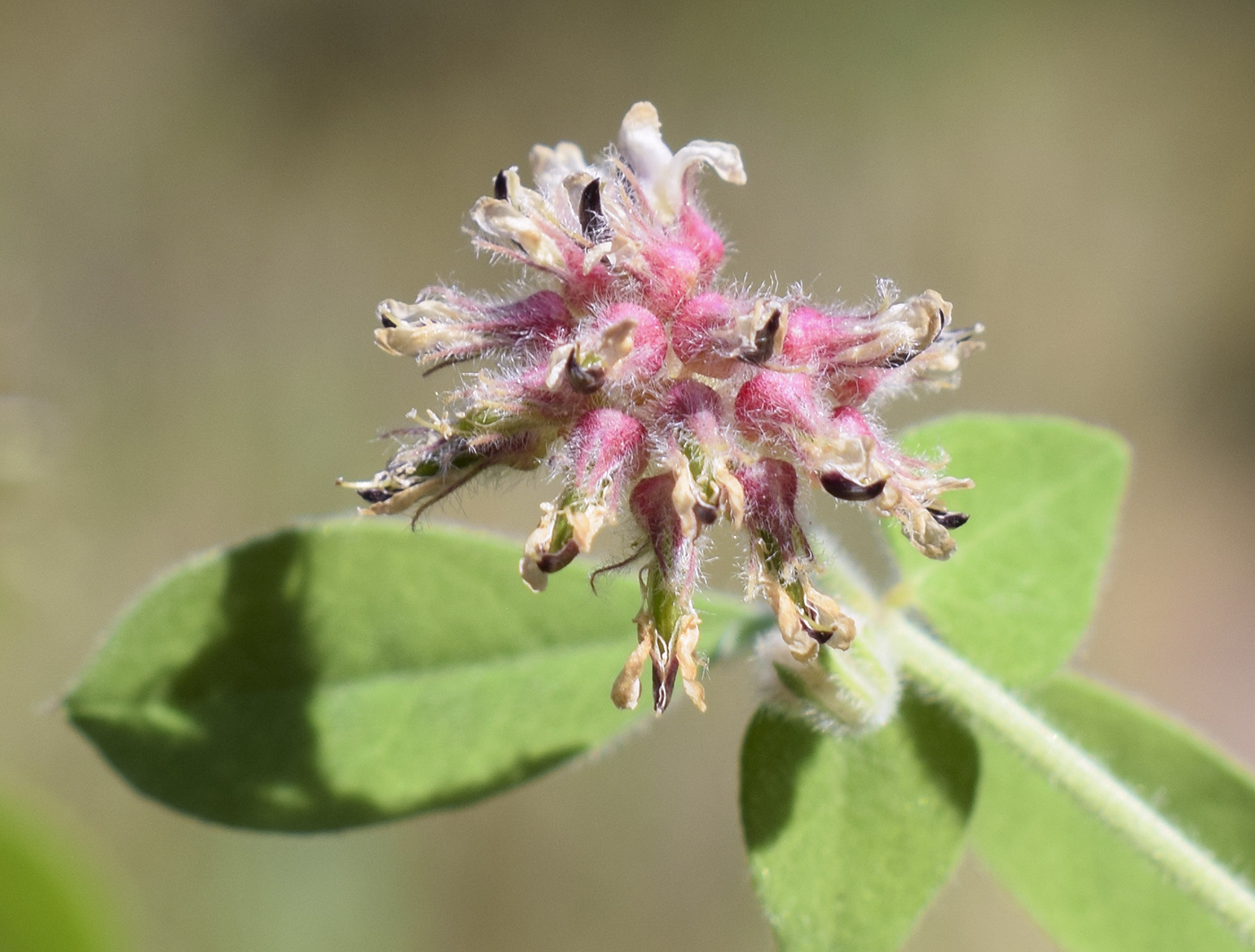 Изображение особи Dorycnium rectum.