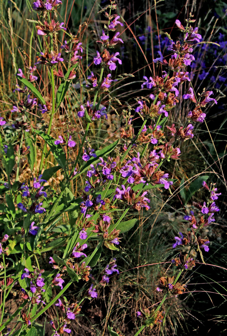 Image of Salvia officinalis specimen.