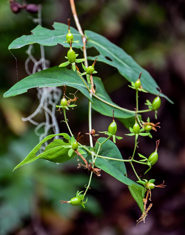 Изображение особи Hypericum grandifolium.
