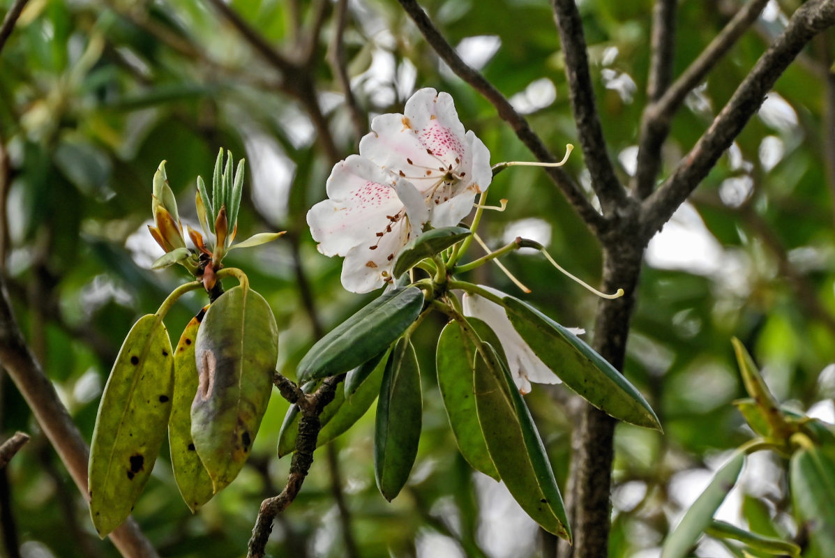 Image of Rhododendron anwheiense specimen.