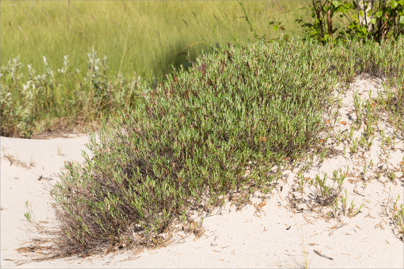 Image of Andromeda polifolia specimen.