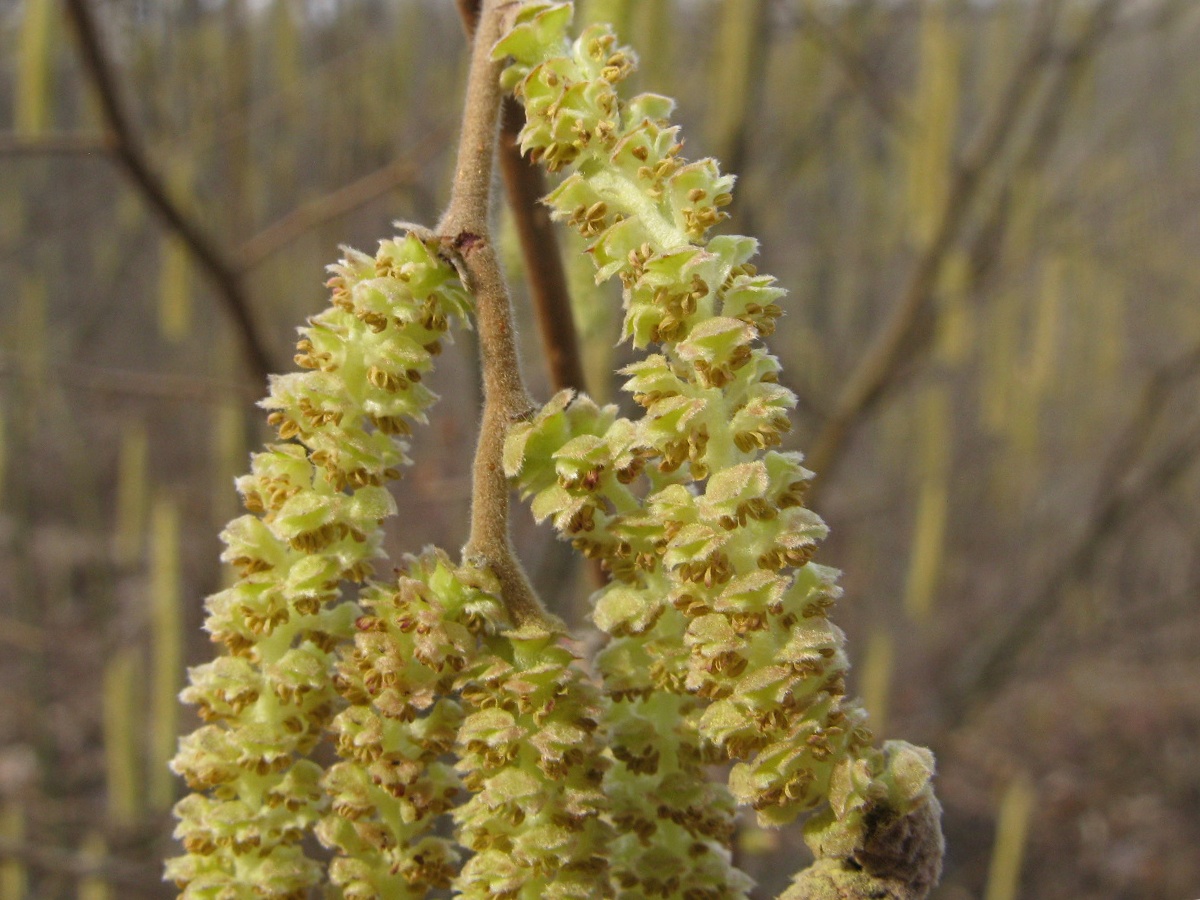 Image of Corylus avellana specimen.
