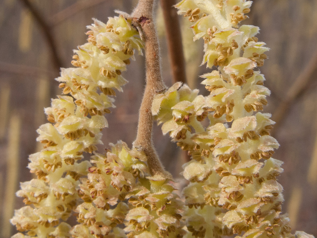 Image of Corylus avellana specimen.