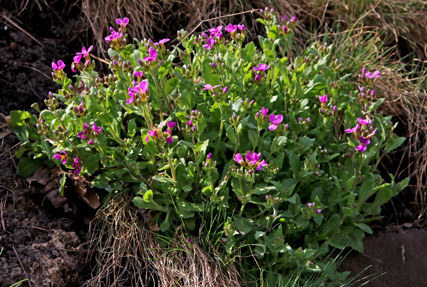Изображение особи Aubrieta deltoidea.