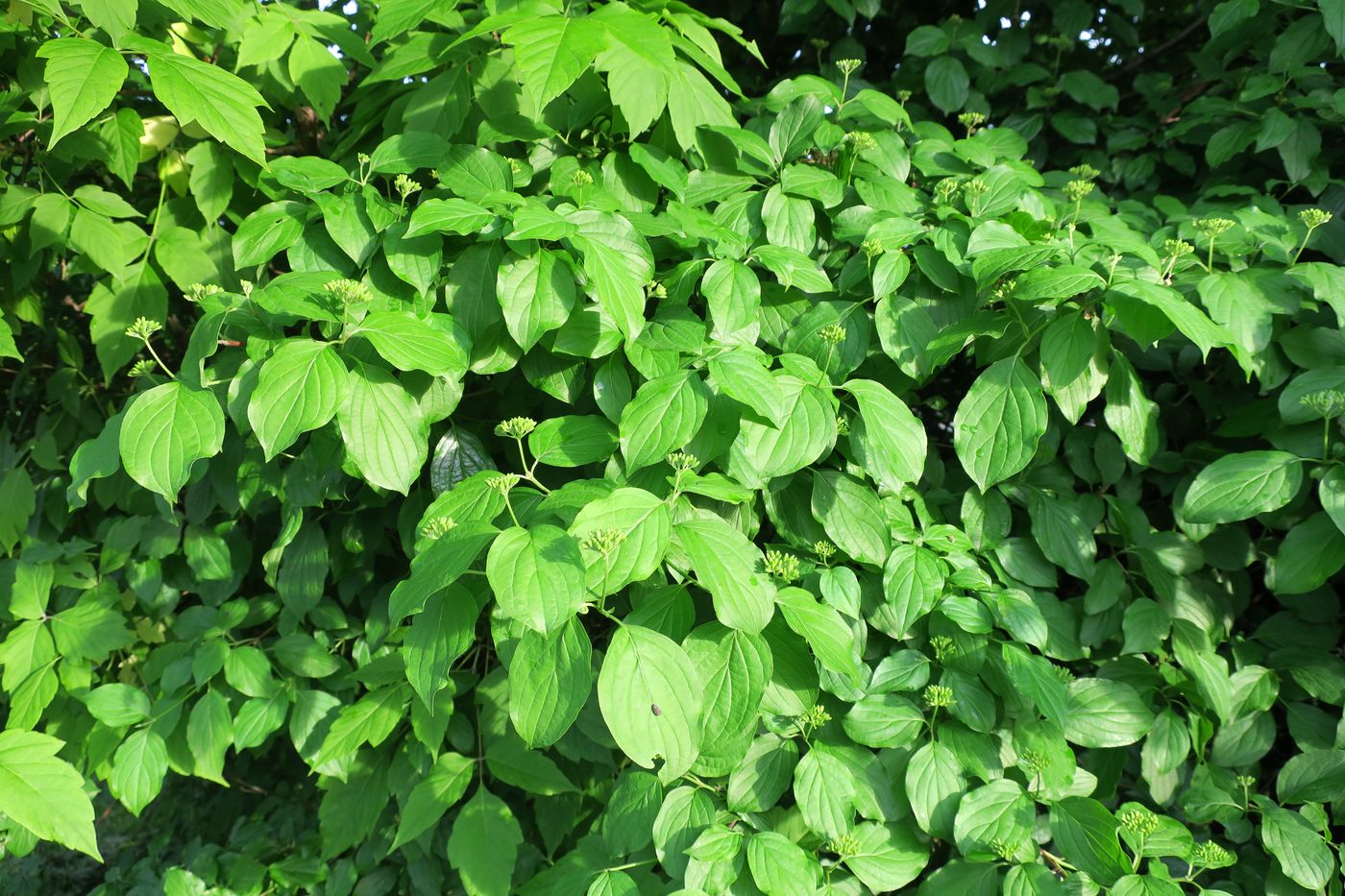 Image of Swida alba specimen.