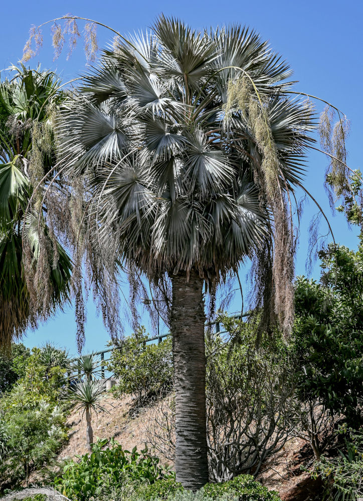 Изображение особи Brahea armata.