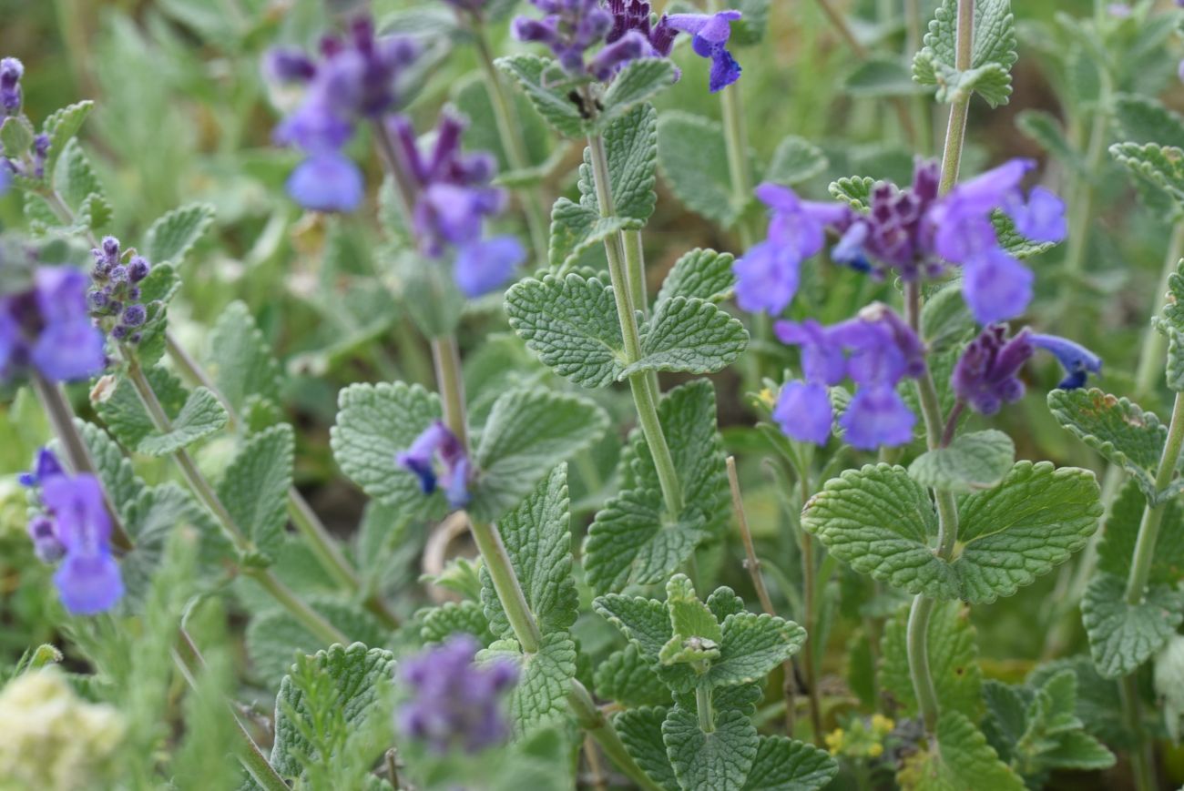 Изображение особи род Nepeta.
