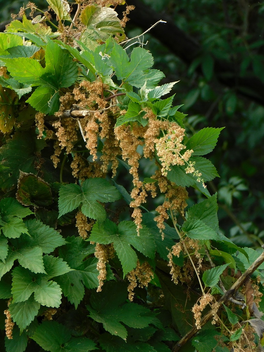 Image of Humulus lupulus specimen.