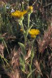 Inula oculus-christi