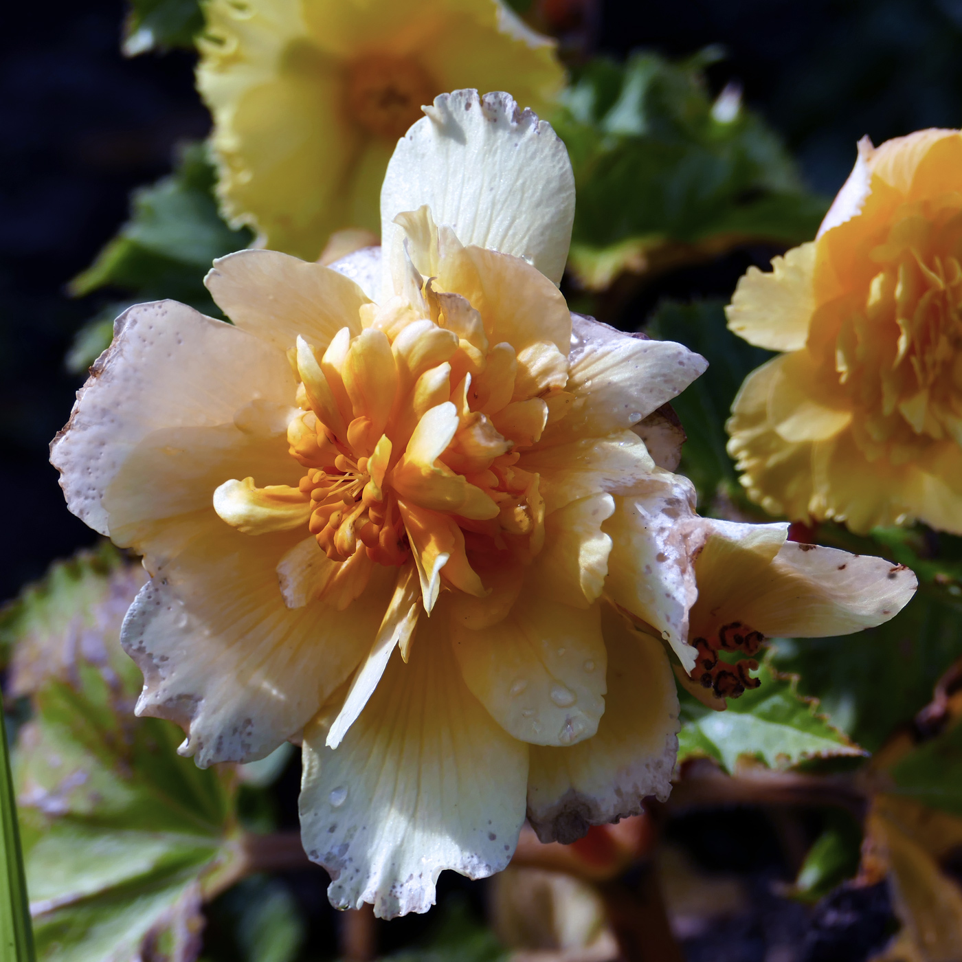 Image of Begonia × tuberhybrida specimen.