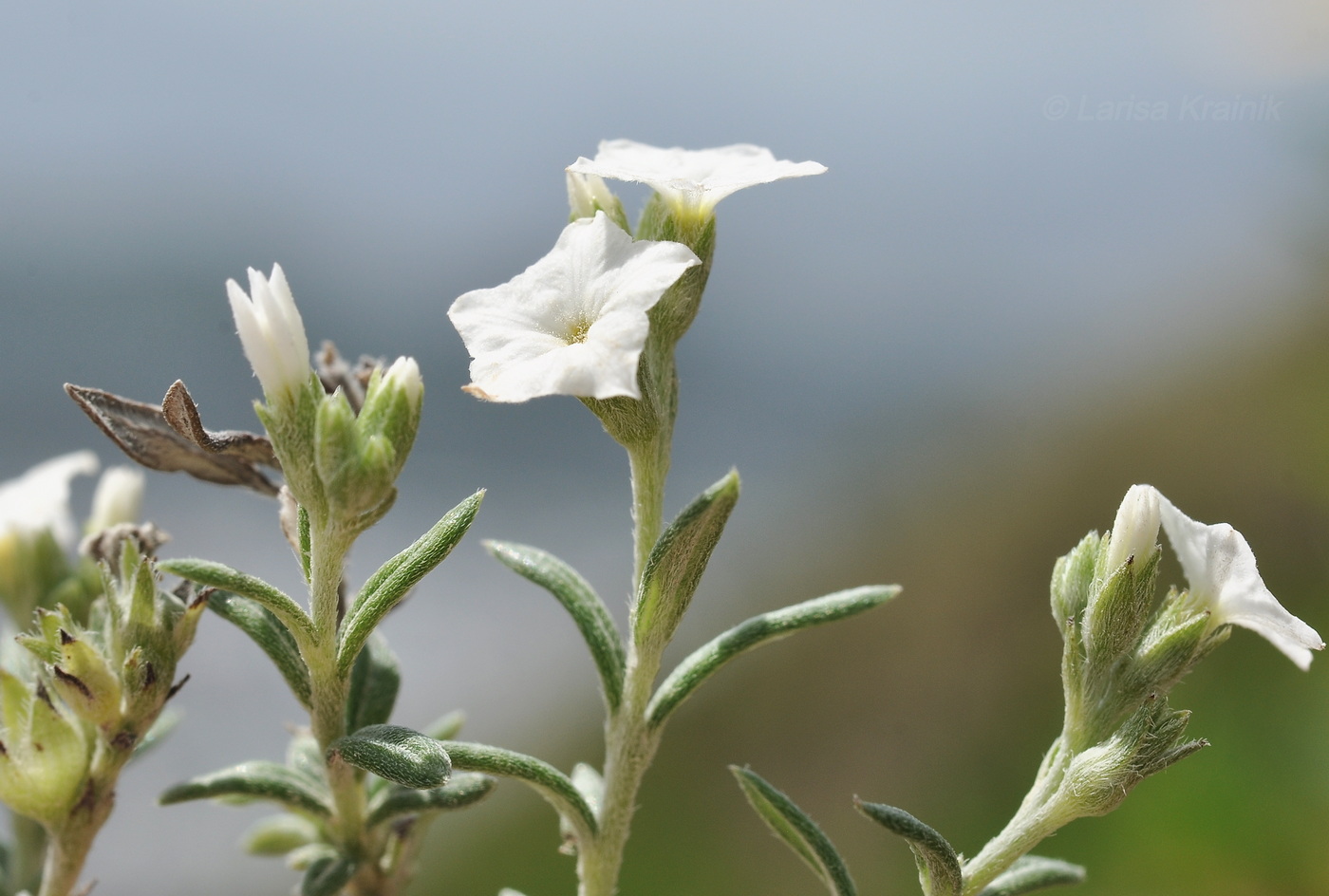 Изображение особи семейство Boraginaceae.