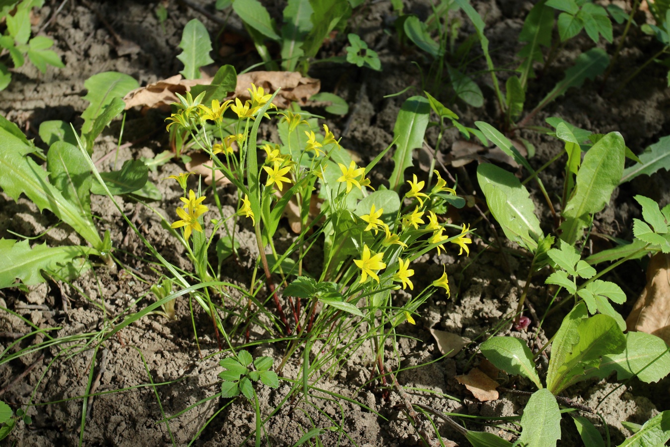 Image of Gagea minima specimen.